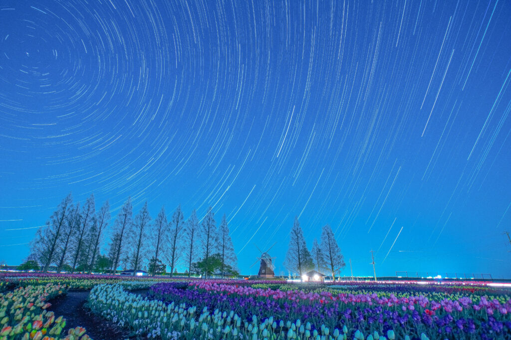 あけぼの山農業公園　チューリップ　星景