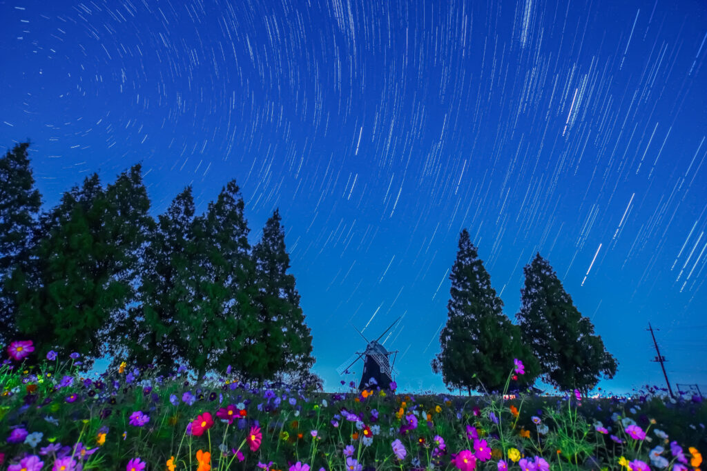 あけぼの山農業公園　コスモス　秋桜