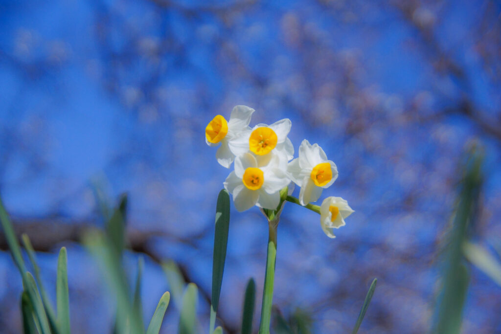 水仙　あけぼの山農業公園