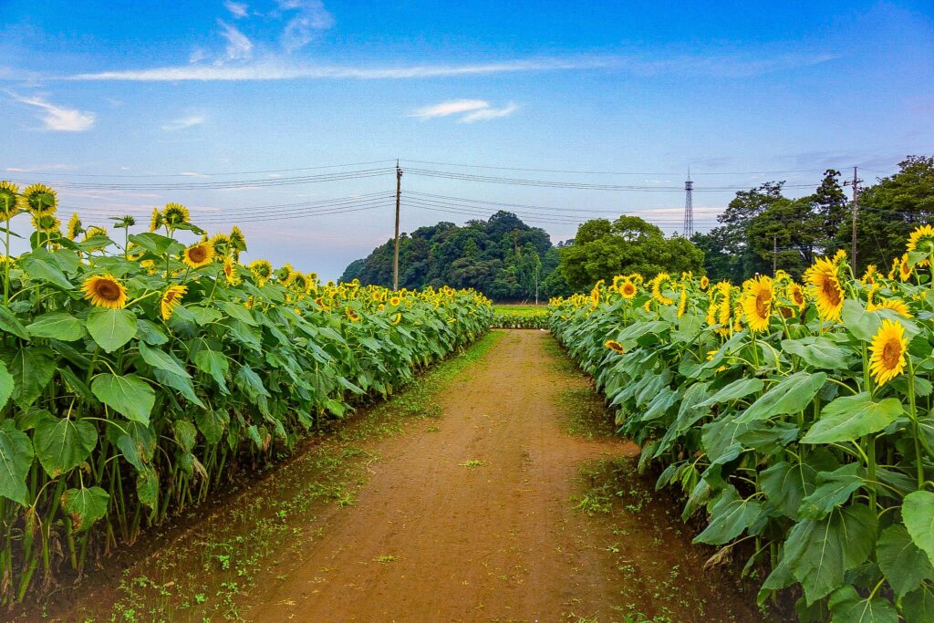 あけぼの山農業公園　ひまわり