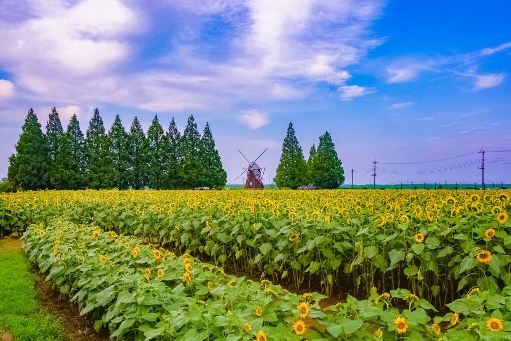 あけぼの山農業公園　ひまわり