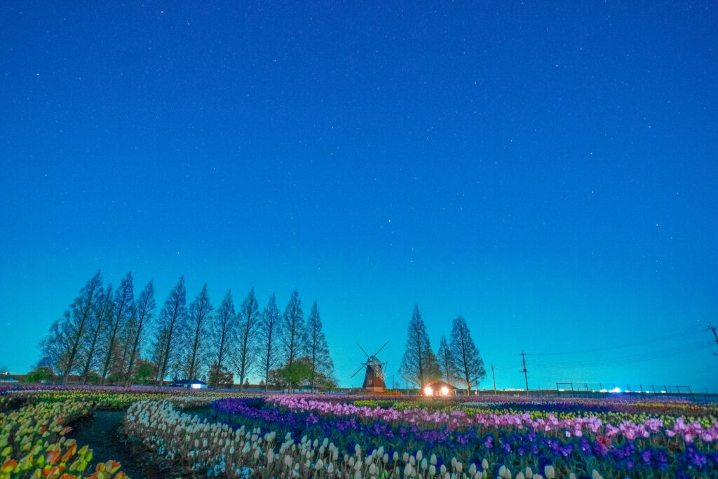 あけぼの山農業公園　チューリップ