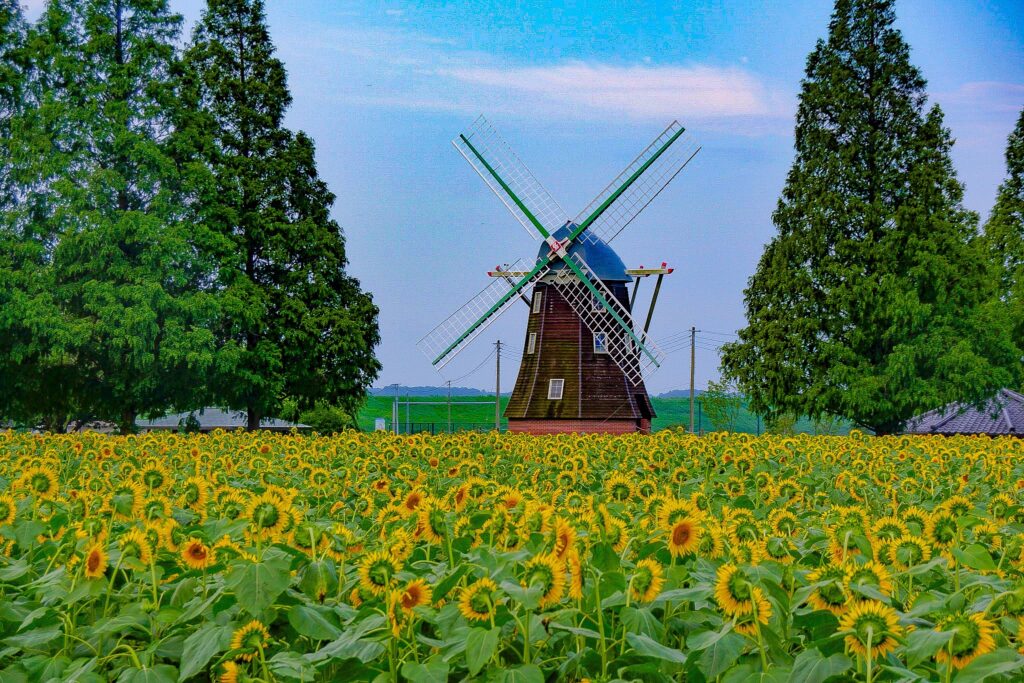 あけぼの山農業公園　ひまわり